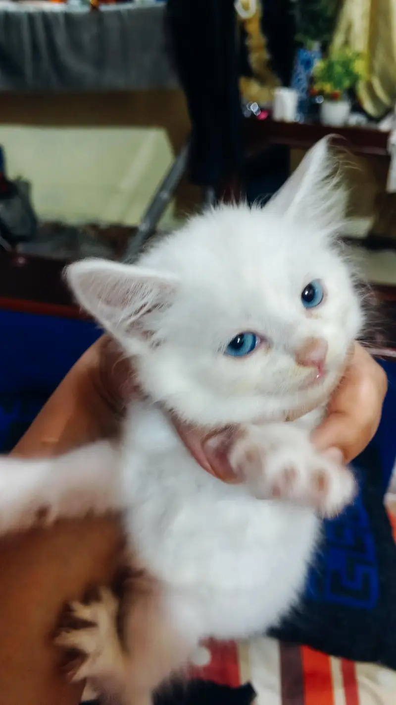 Beautifull kittens — photo 3