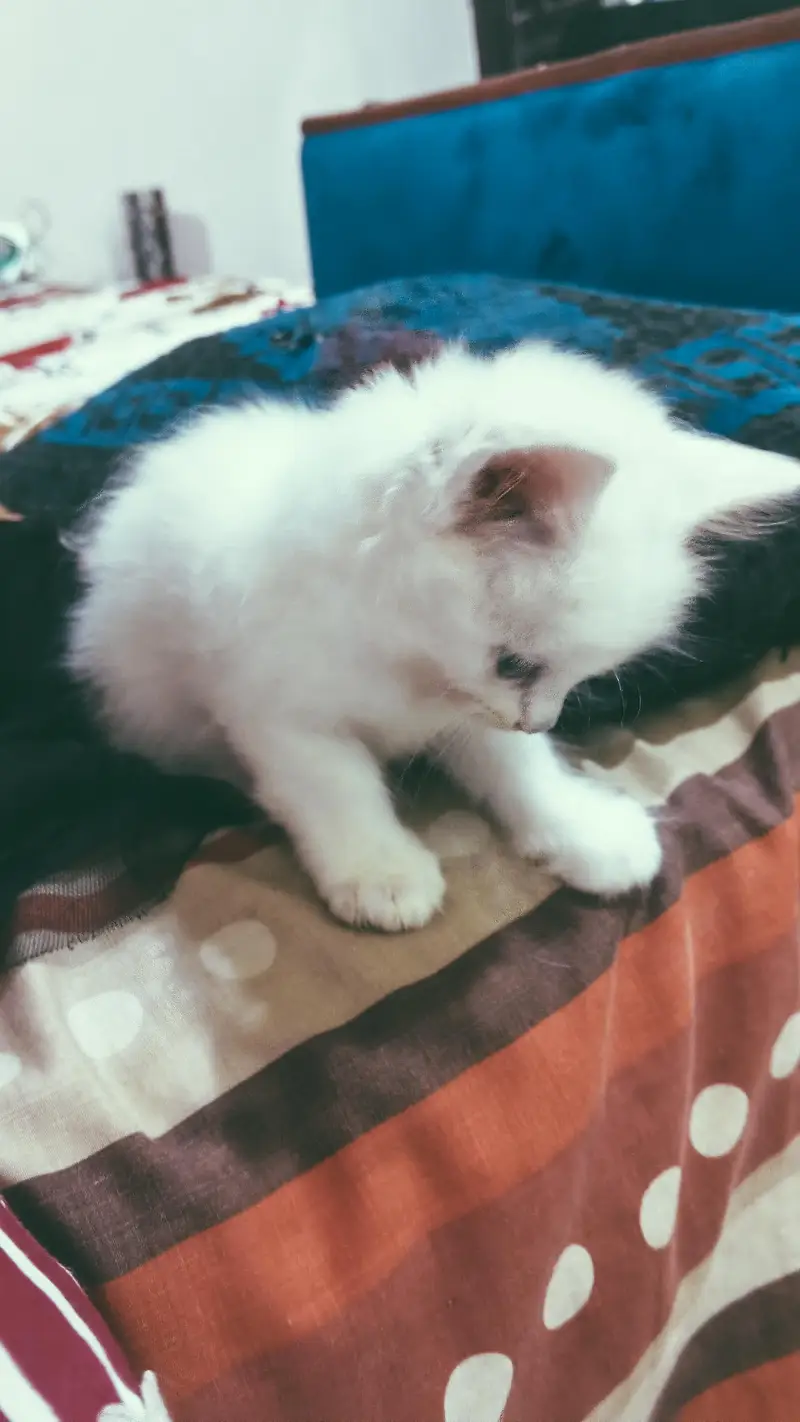 Beautifull kittens — photo 4
