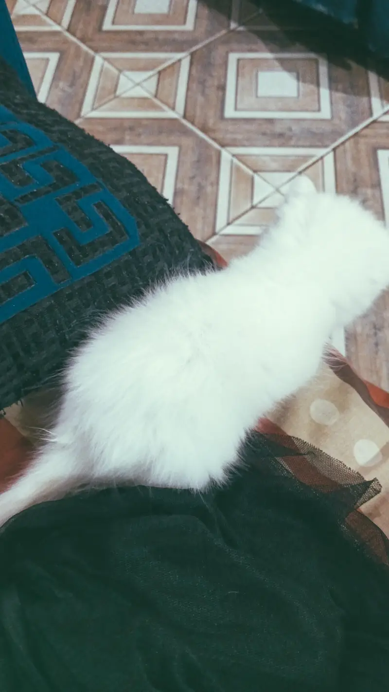 Beautifull kittens — photo 5