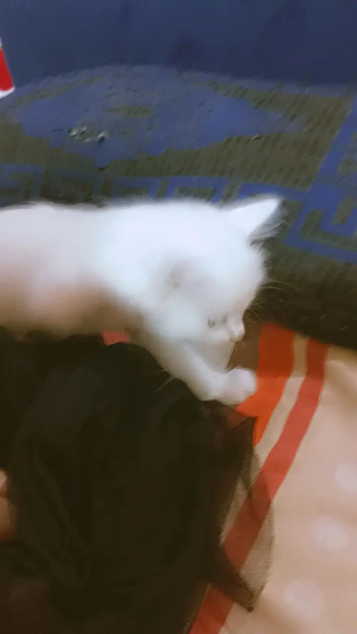 Beautifull kittens — photo 6