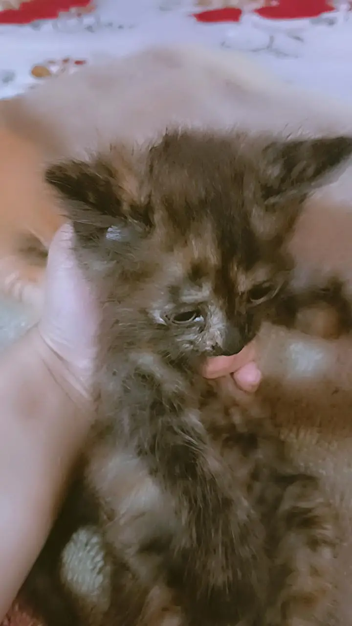 Beautifull kittens — photo 7