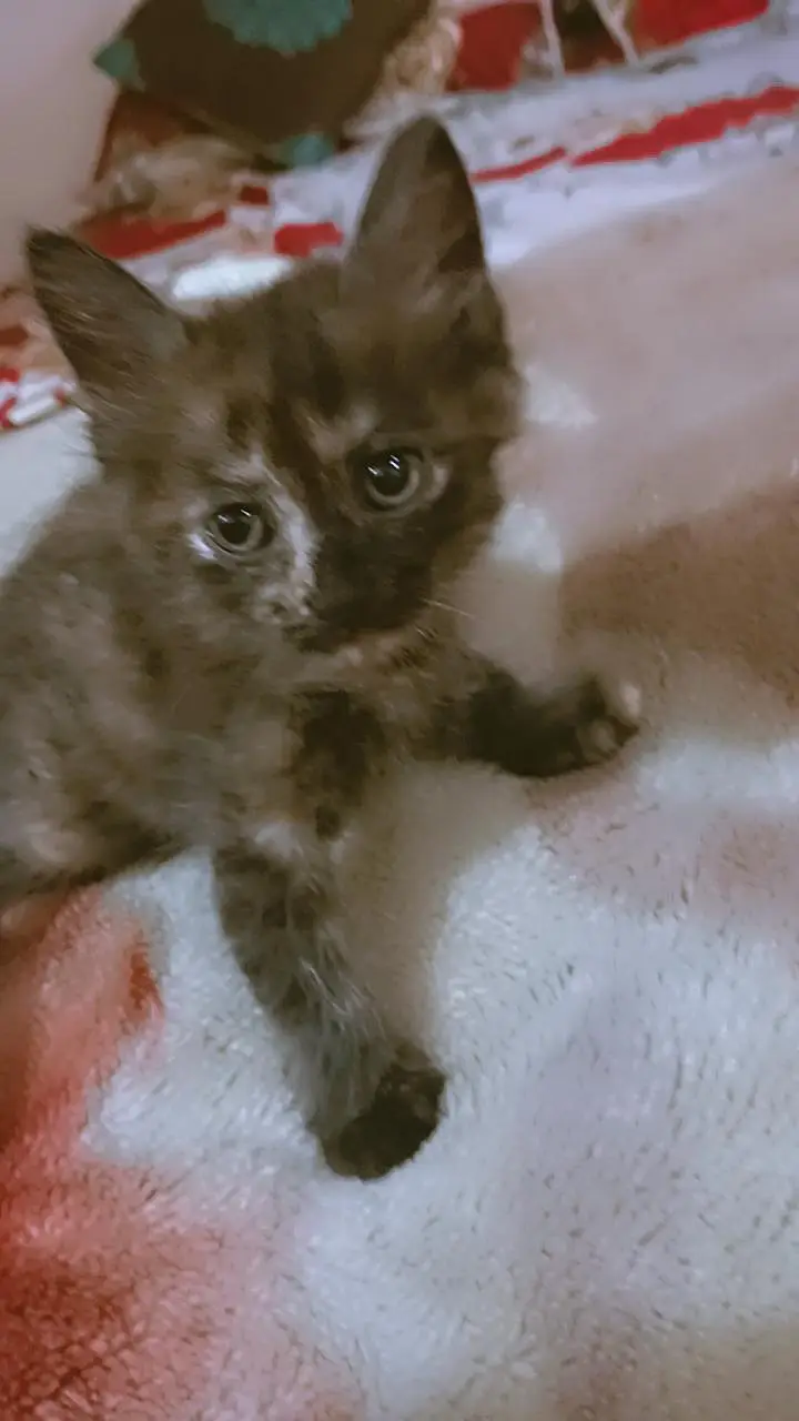 Beautifull kittens — photo 8