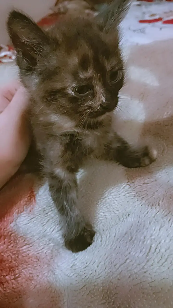 Beautifull kittens — photo 9