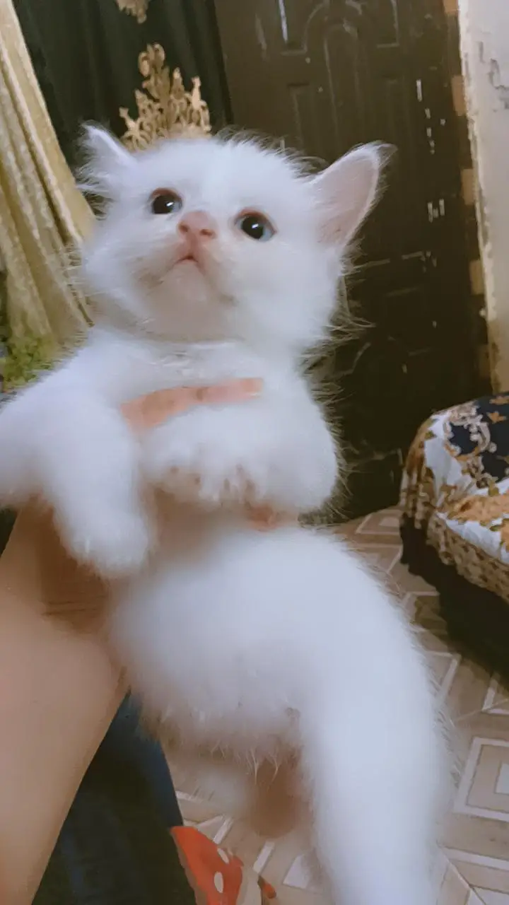Beautifull kittens — photo 10