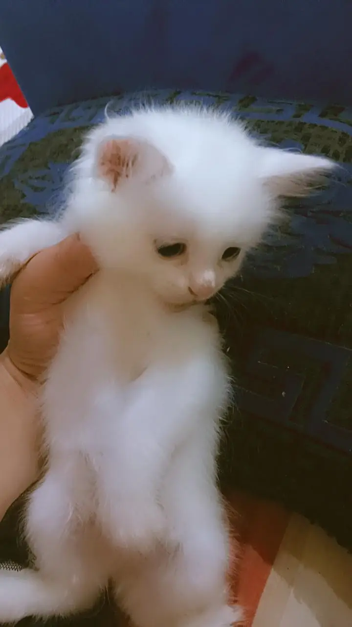 Beautifull kittens — photo 11