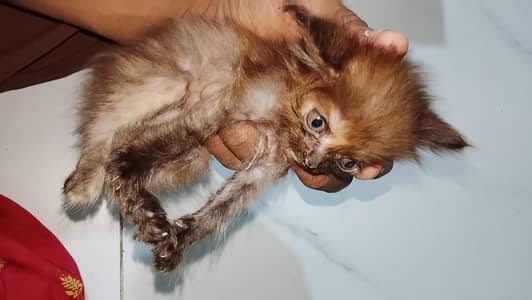 cat for sale