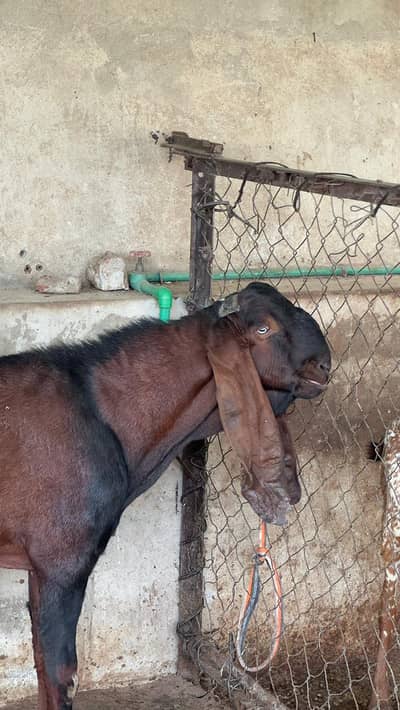 Goat | Bkra | Bkri | Goat Kids | Betal Goat | Goat / Bkra For Sale