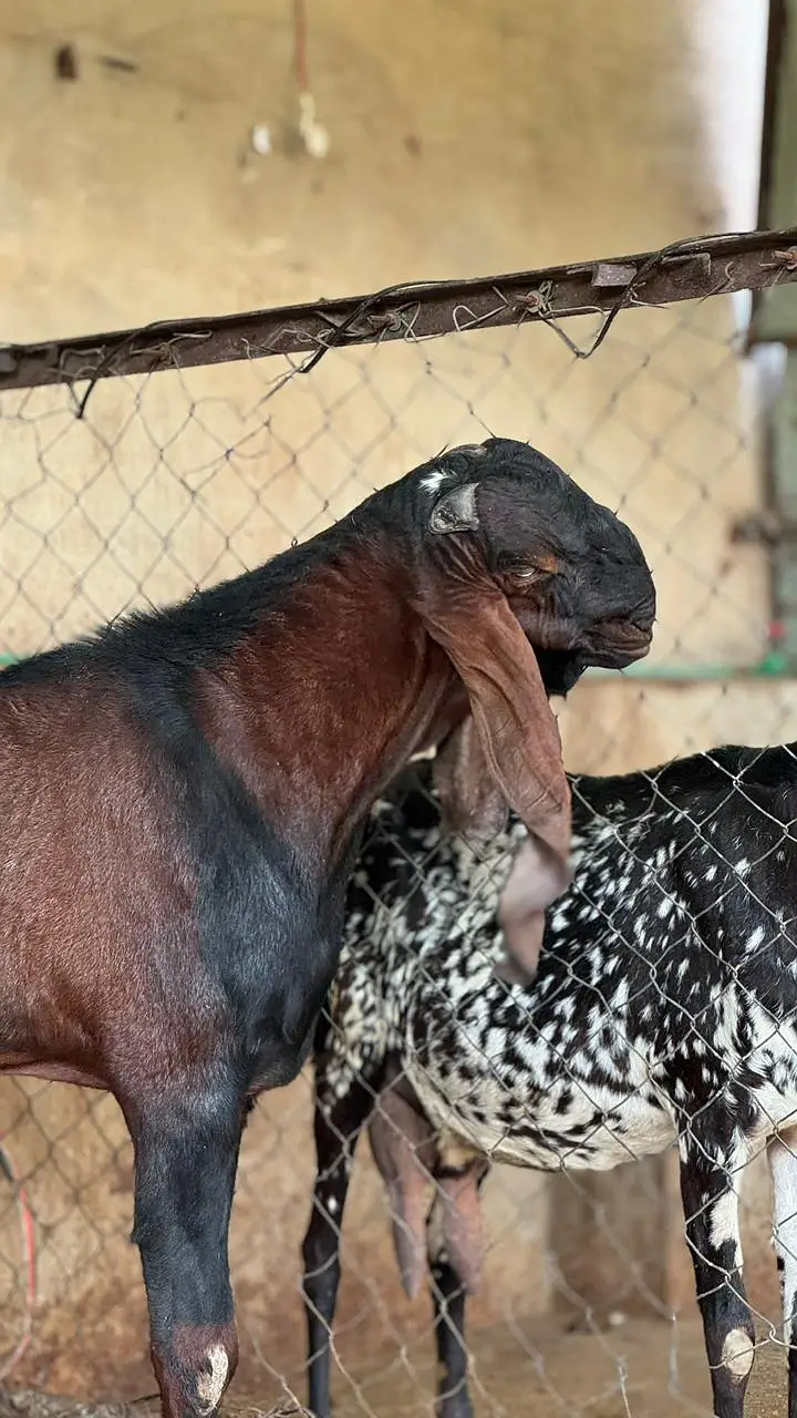 Goat | Bkra | Bkri | Goat Kids | Betal Goat | Goat / Bkra For Sale — photo 2