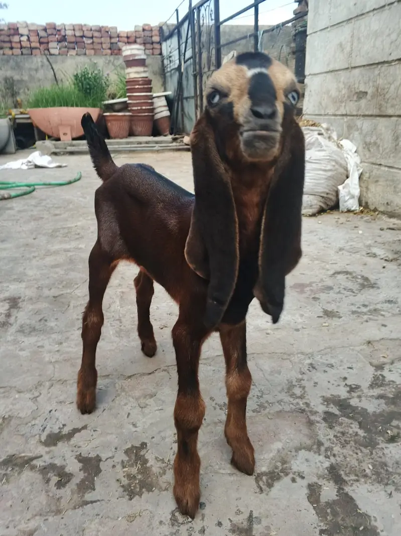 Goat | Bkra | Bkri | Goat Kids | Betal Goat | Goat / Bkra For Sale — photo 3