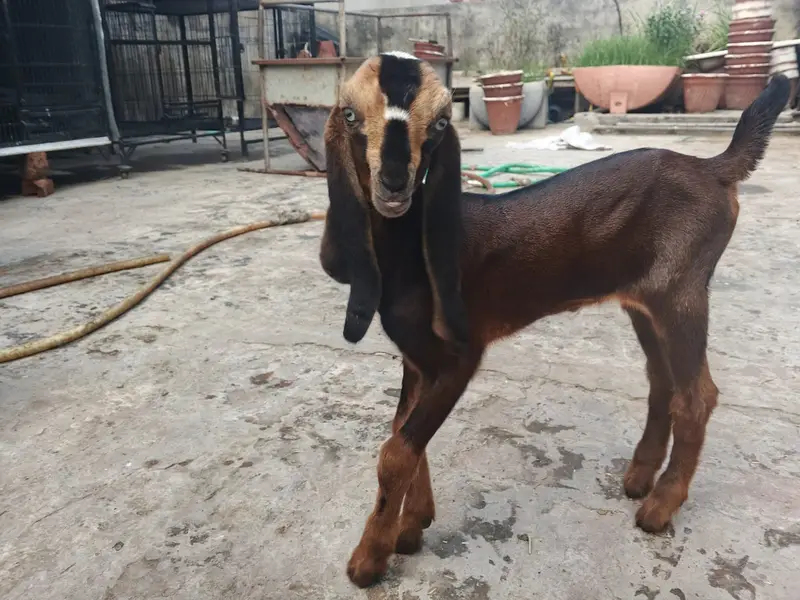 Goat | Bkra | Bkri | Goat Kids | Betal Goat | Goat / Bkra For Sale — photo 5