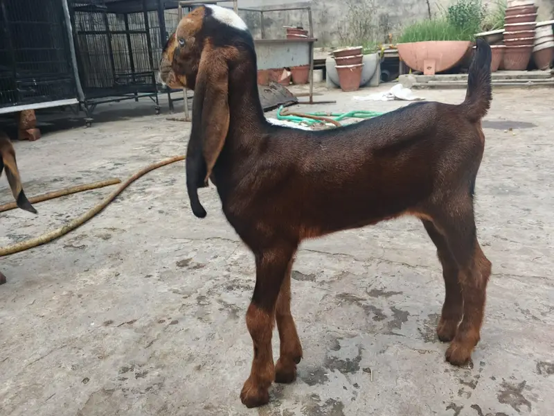 Goat | Bkra | Bkri | Goat Kids | Betal Goat | Goat / Bkra For Sale — photo 6