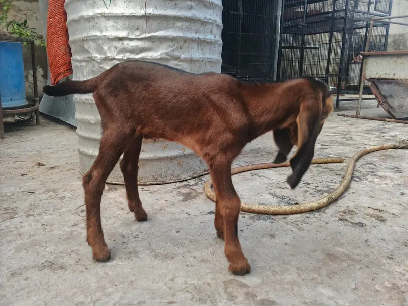 Goat | Bkra | Bkri | Goat Kids | Betal Goat | Goat / Bkra For Sale — photo 7
