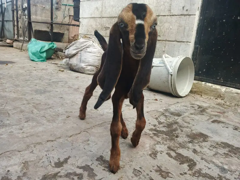 Goat | Bkra | Bkri | Goat Kids | Betal Goat | Goat / Bkra For Sale — photo 8