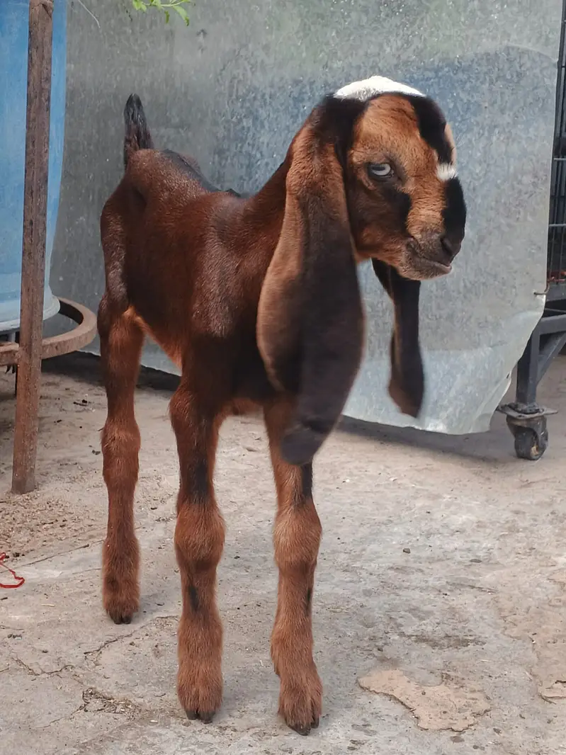 Goat | Bkra | Bkri | Goat Kids | Betal Goat | Goat / Bkra For Sale — photo 9