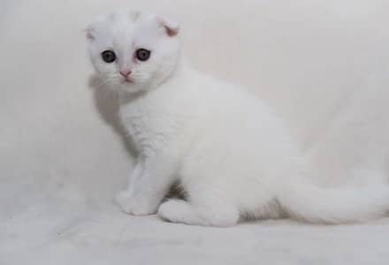 Imported Scottish Fold White Male Kitten Available in Karachi
