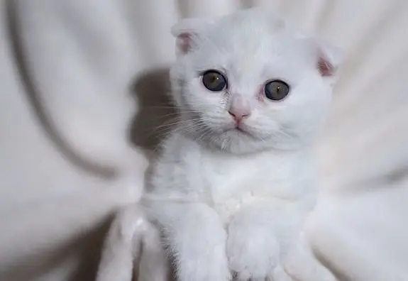 Imported Scottish Fold White Male Kitten Available in Karachi — photo 2