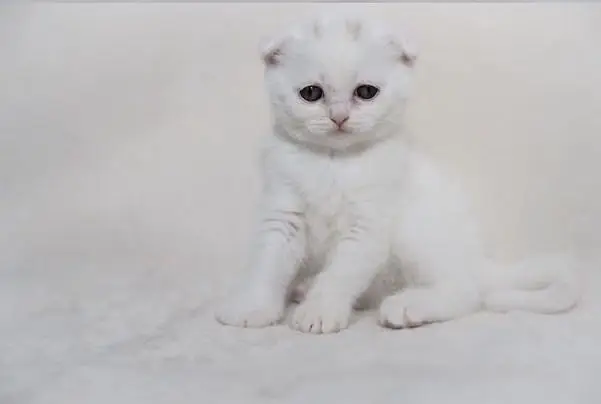Imported Scottish Fold White Male Kitten Available in Karachi — photo 3