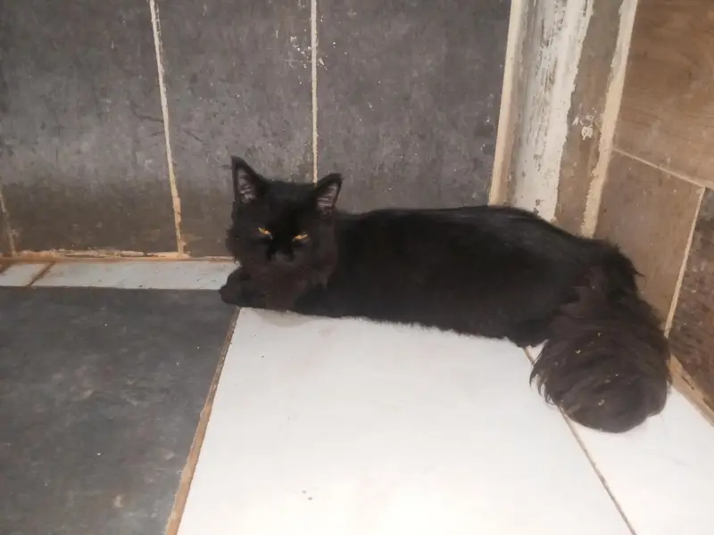 Black Persian long hair cat — photo 2