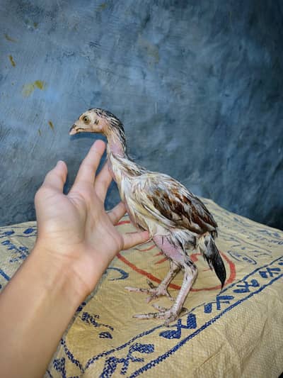 Aseel mianwali male chick + Ducks baby pair