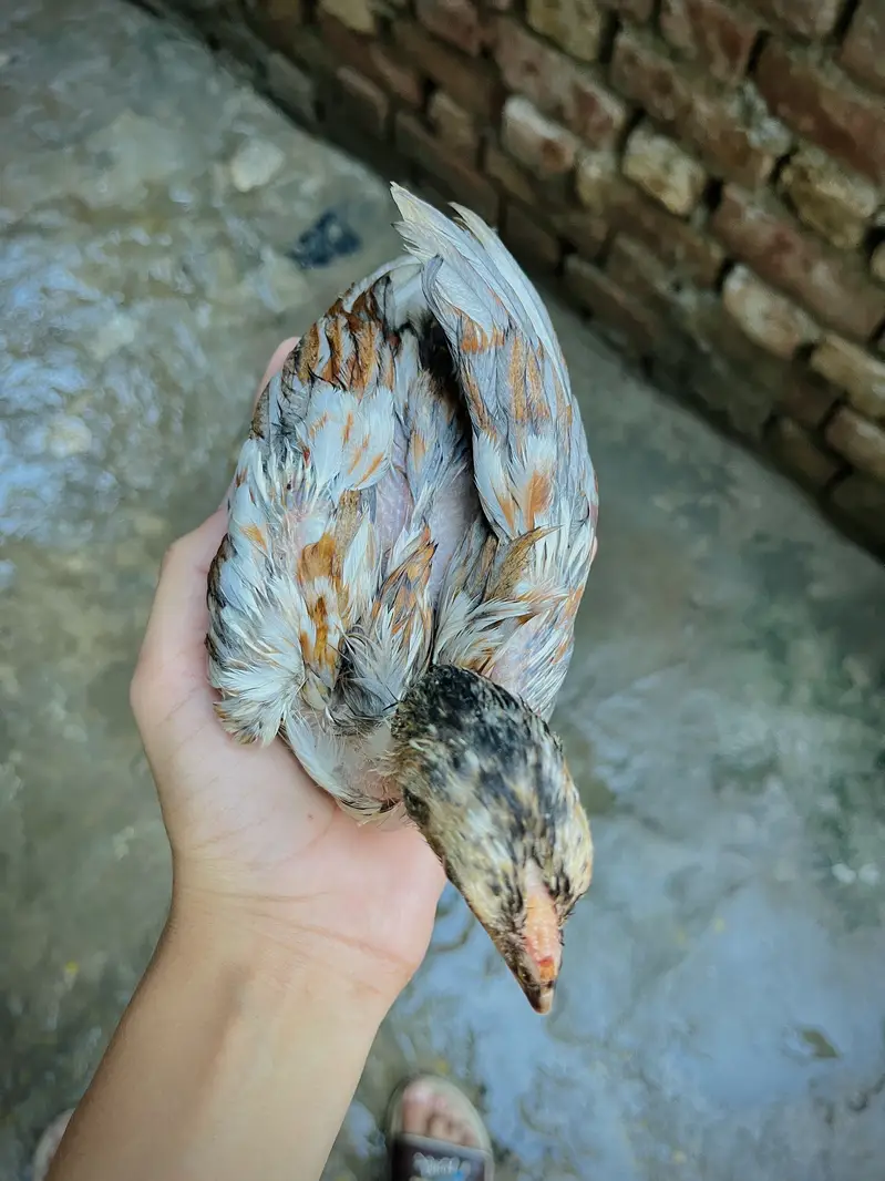 Aseel mianwali male chick + Ducks baby pair — photo 2