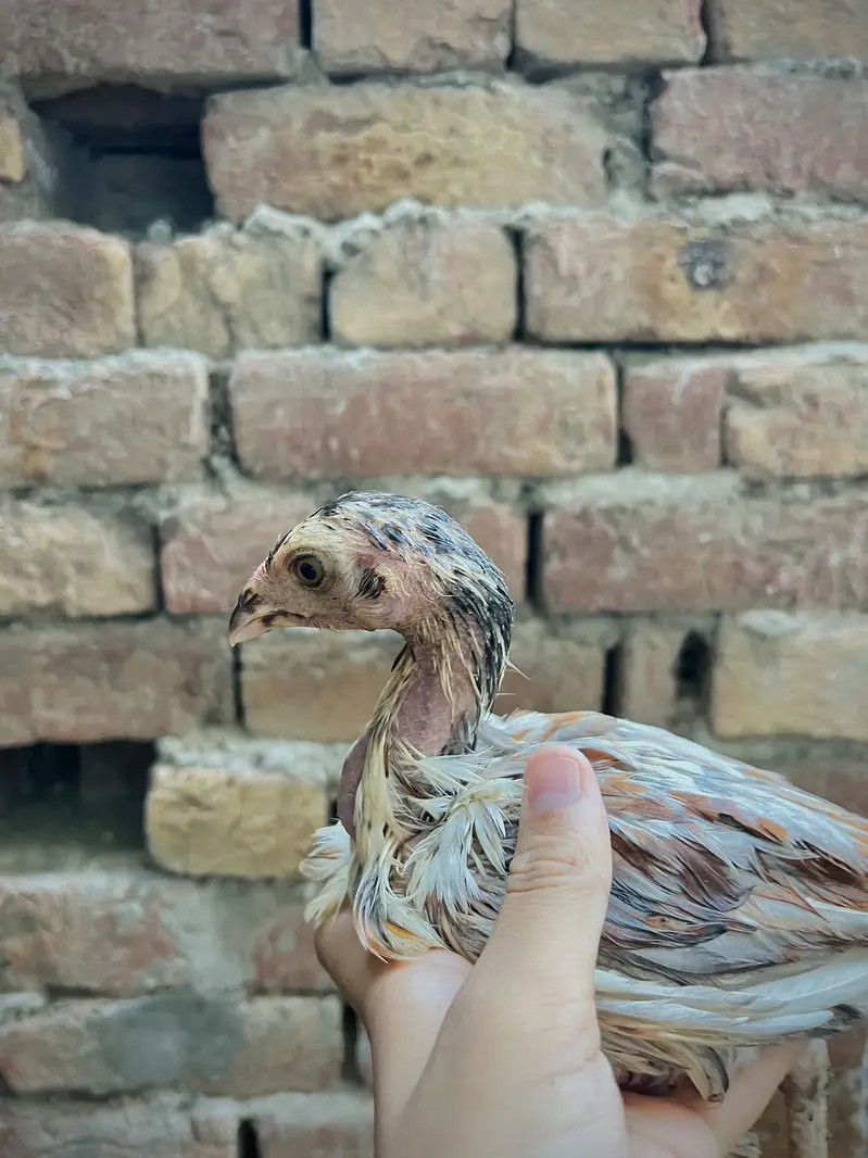 Aseel mianwali male chick + Ducks baby pair — photo 3