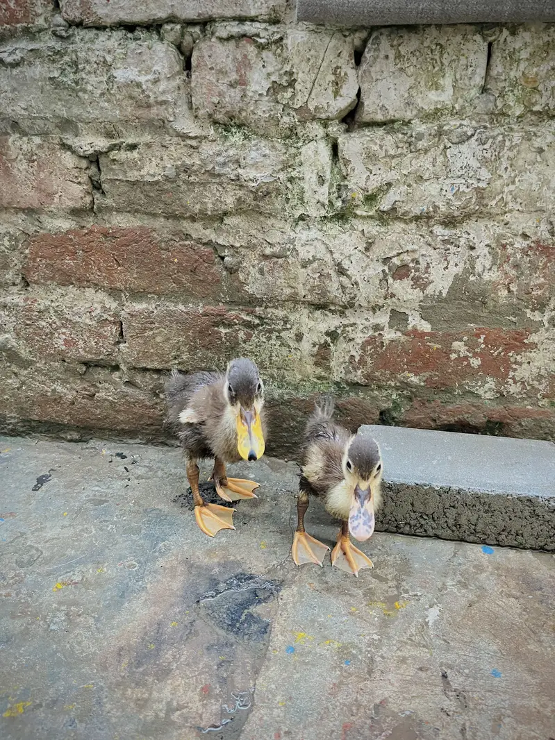 Aseel mianwali male chick + Ducks baby pair — photo 4