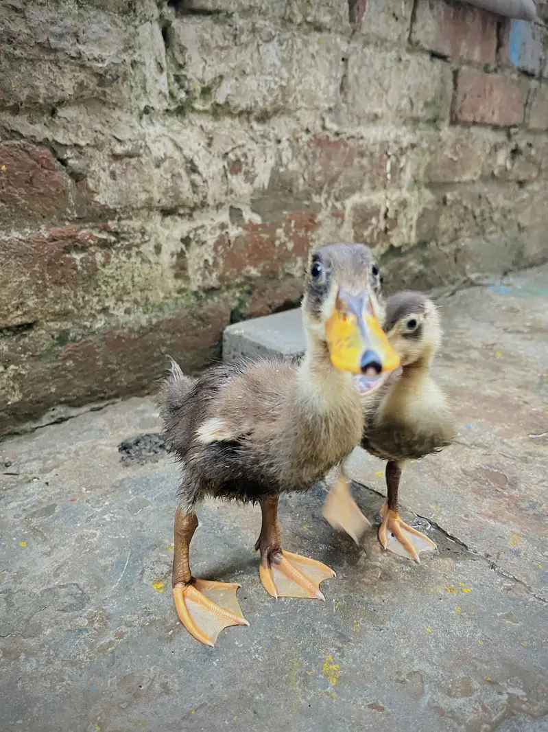 Aseel mianwali male chick + Ducks baby pair — photo 5