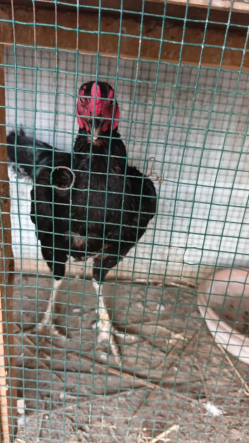 2 Aseel murghian or 3 rabbits for sale — photo 2