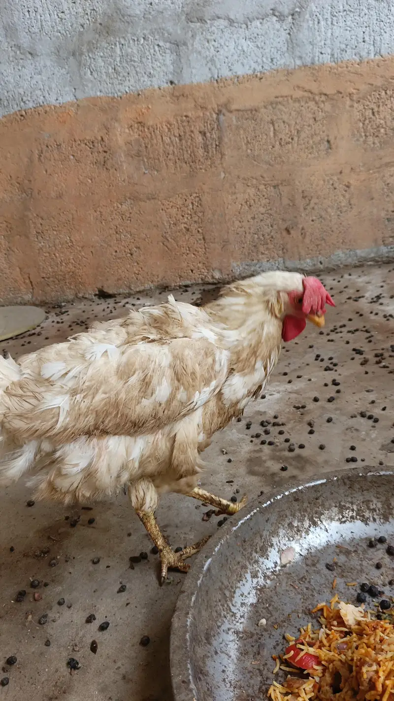2 Aseel murghian or 3 rabbits for sale — photo 4