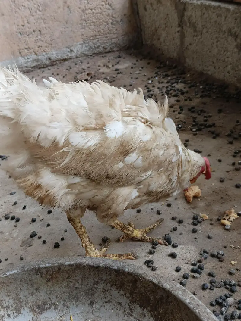 2 Aseel murghian or 3 rabbits for sale — photo 5