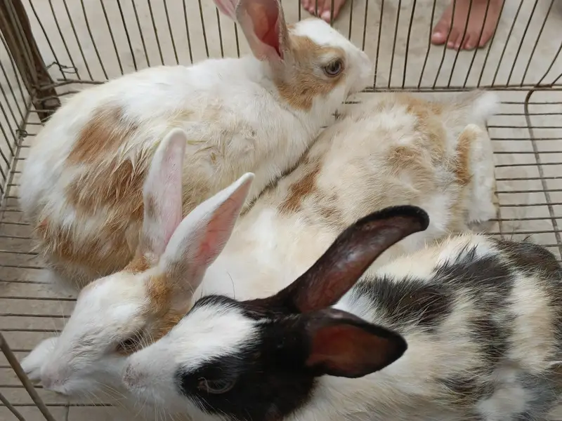 2 Aseel murghian or 3 rabbits for sale — photo 6