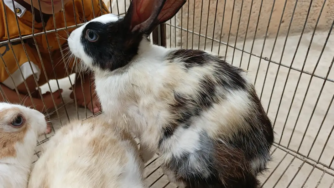2 Aseel murghian or 3 rabbits for sale — photo 7