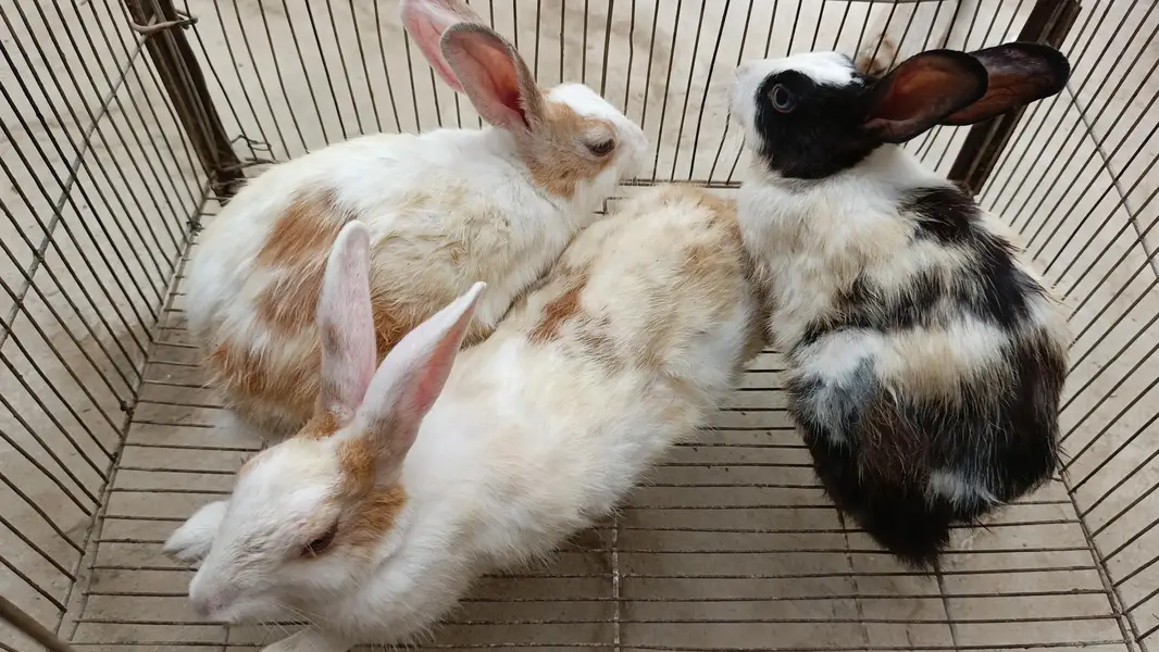 2 Aseel murghian or 3 rabbits for sale — photo 8