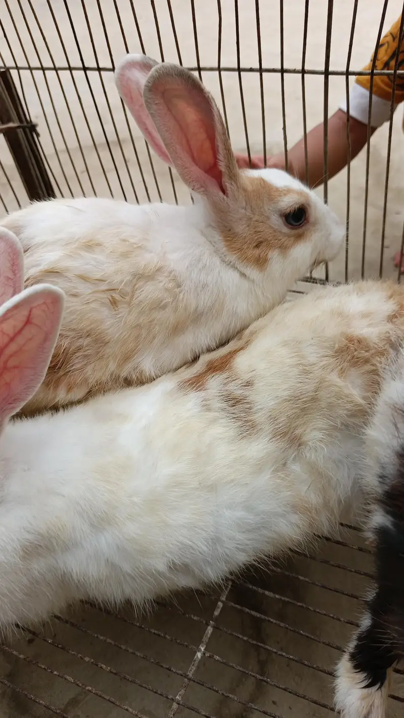2 Aseel murghian or 3 rabbits for sale — photo 9
