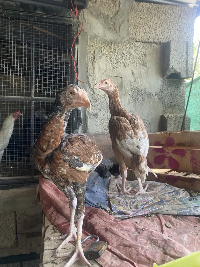 Aseel Murgi — photo 4