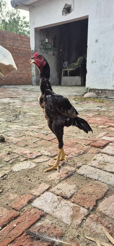aseel shamo black