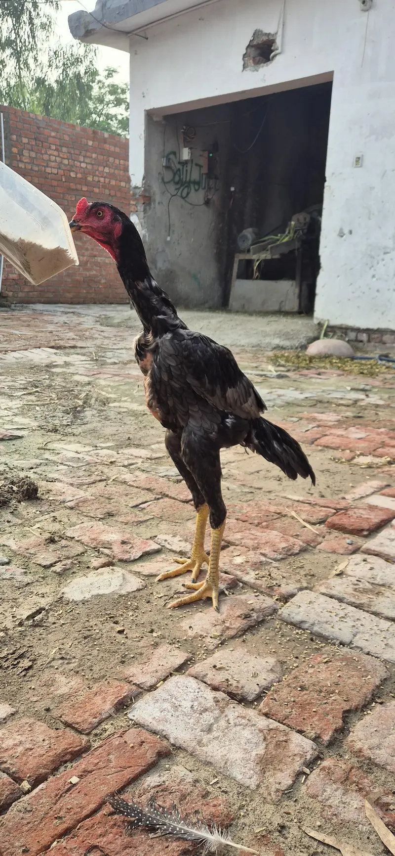 aseel shamo black — photo 3
