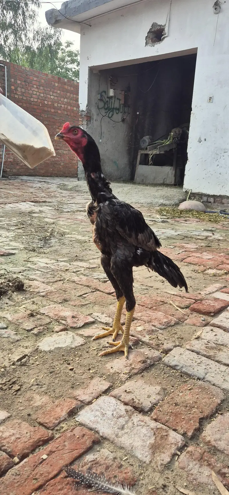 aseel shamo black — photo 4
