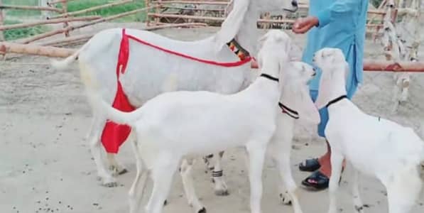 can bacchon wali bakri for sale 03223104849