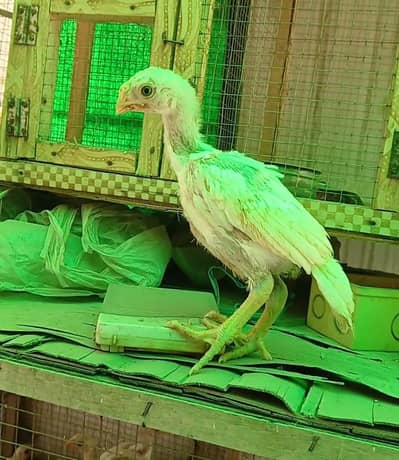 parrot beak chicks available good quality strog line