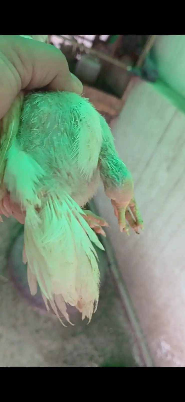 parrot beak chicks available good quality strog line — photo 2
