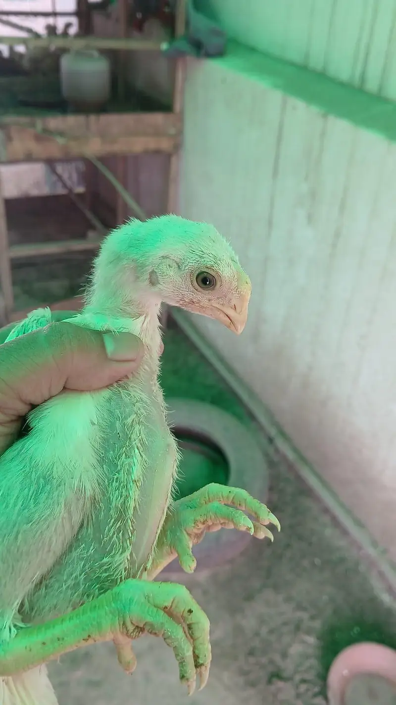 parrot beak chicks available good quality strog line — photo 3