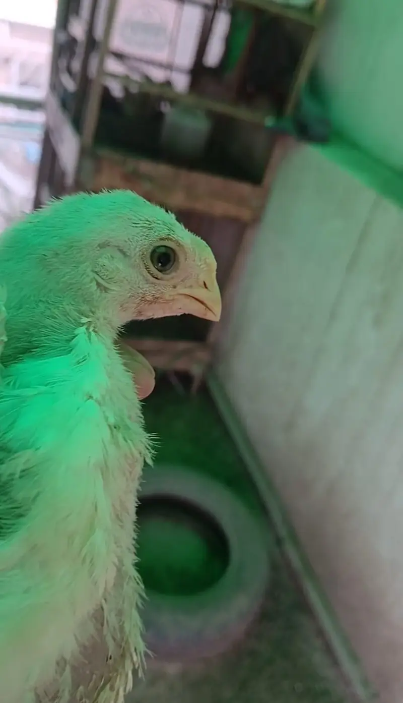 parrot beak chicks available good quality strog line — photo 5