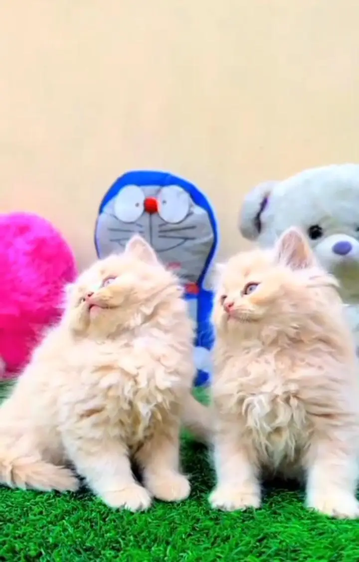 Persian kitten triple quote for sale my WhatsApp03483362563 — photo 2