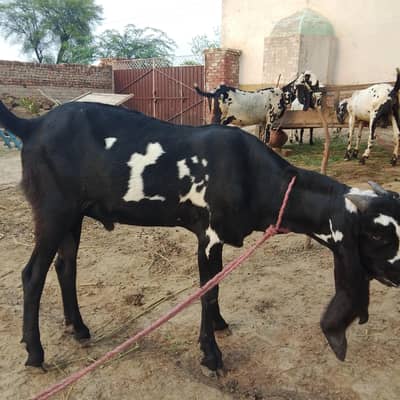 بکرا ا