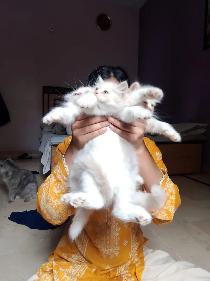 3 White Persian Kittens | Pure & Fluffy | Healthy & Playful — photo 2