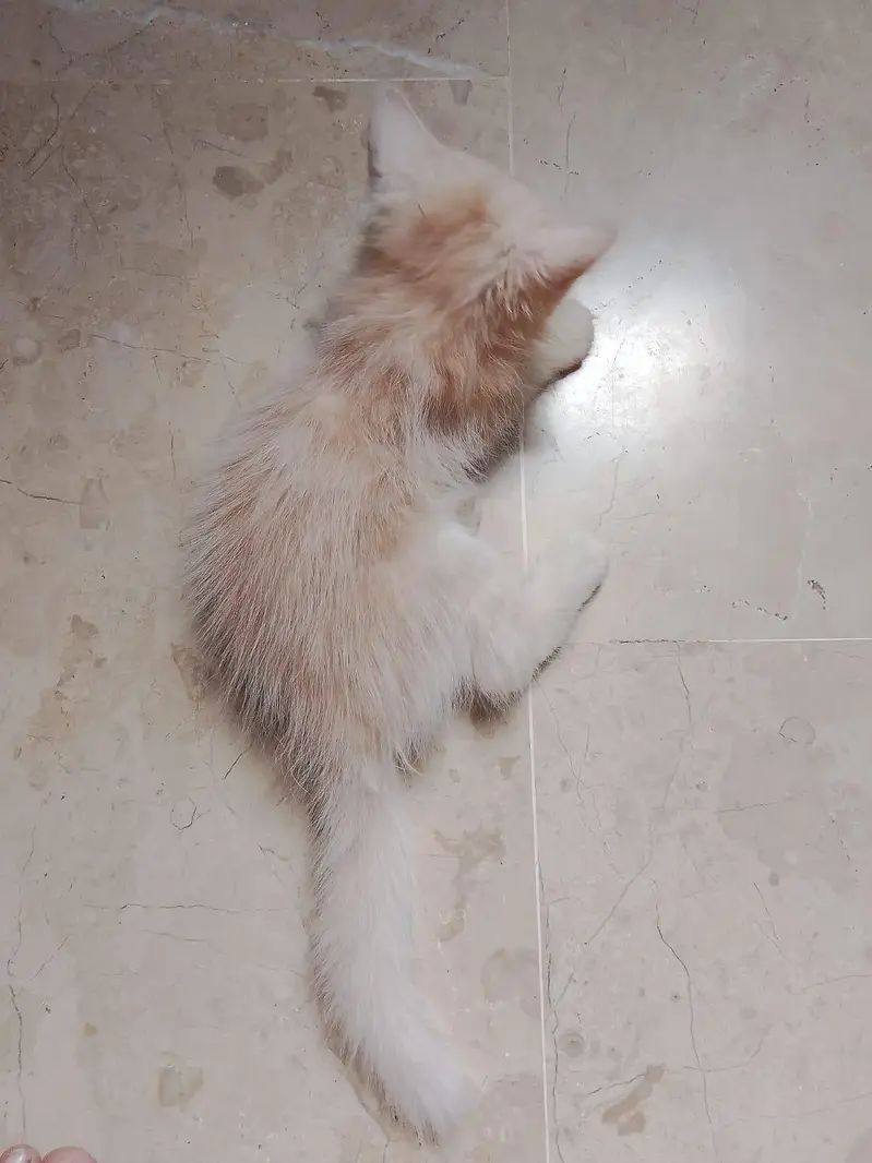 3 White Persian Kittens | Pure & Fluffy | Healthy & Playful — photo 3