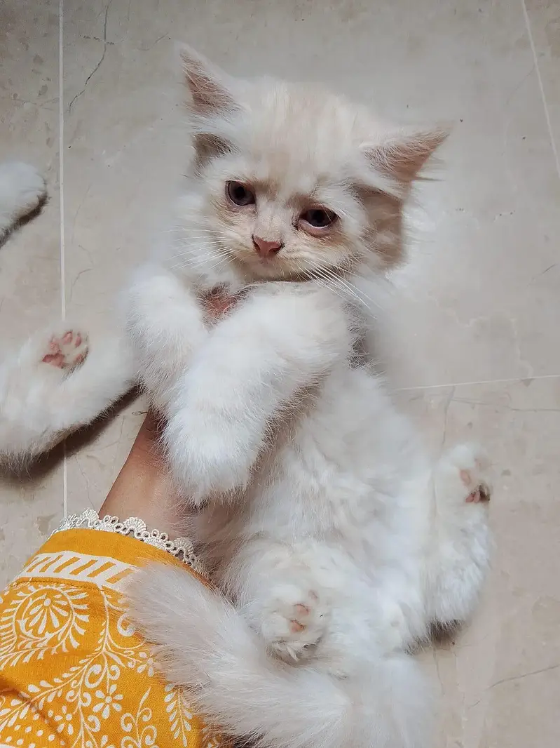 3 White Persian Kittens | Pure & Fluffy | Healthy & Playful — photo 4