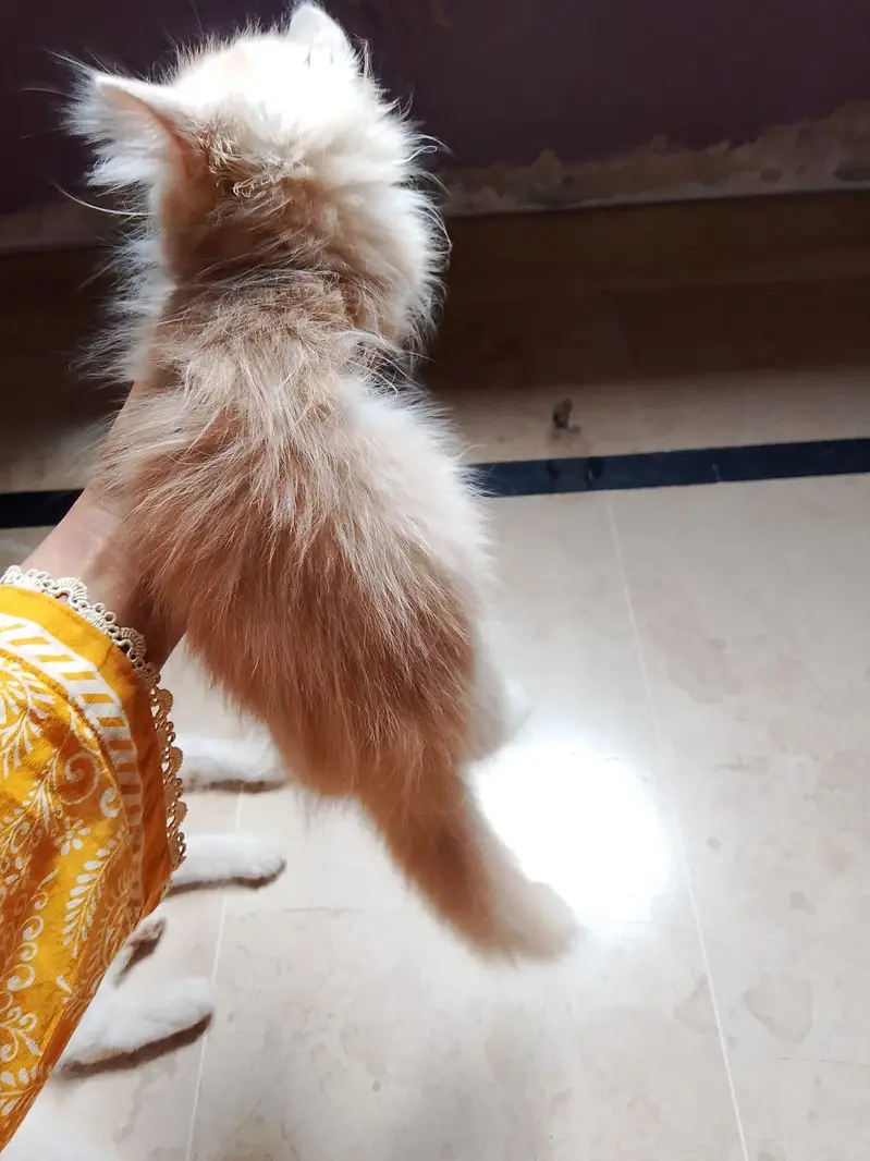 3 White Persian Kittens | Pure & Fluffy | Healthy & Playful — photo 6