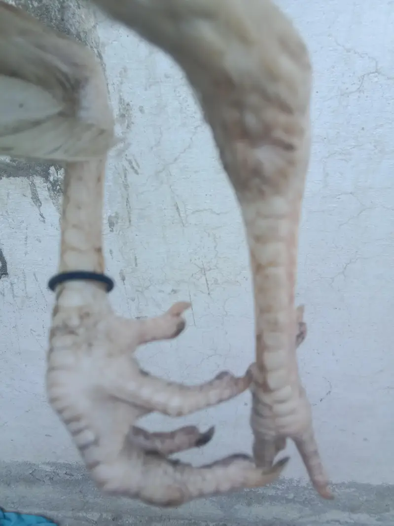 Aseel heera — photo 3